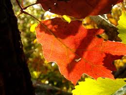 รายการตอบจดหมายวันเสาร์ 15 กันยายน